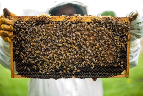 Abeilles noires d'Ouessant