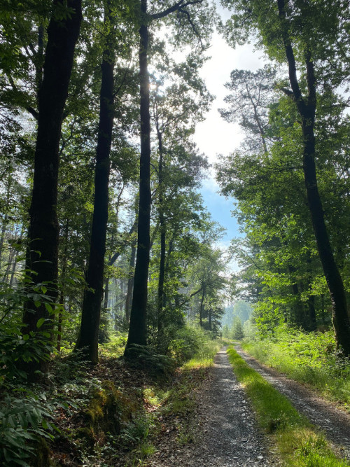 Chemins de la forêt du domaine