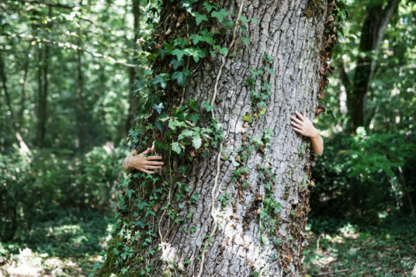 Bain de Forêt activité teambuilding pour un séminaire  proche de Rennes en Ille et Vilaine, Bretagne